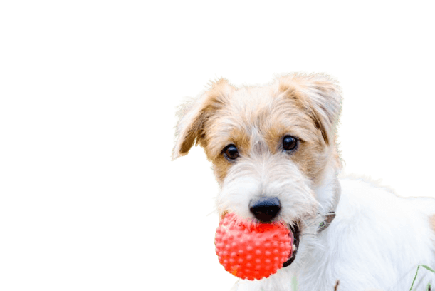 Bucurie pentru căței livrată lunar la ușa ta